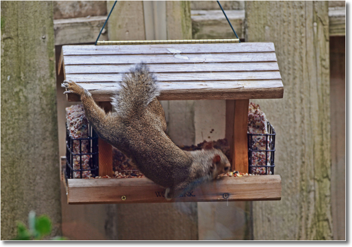 A squirrel precariously eats at a bird feeder