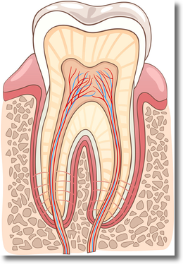 an illustration showing a cross section of a tooth