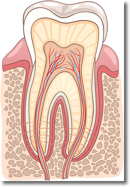 an illustration showing a cross section of a tooth